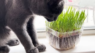 How to plant and grow cat grass from a Growing Kit Seeds and soil [upl. by Aliac]