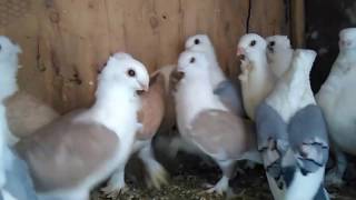 Satinette pigeons available in different colors [upl. by Herc123]