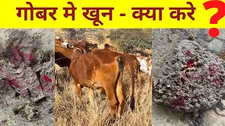 Cow dung blood intestine problem and solution  गाय अगर गोबर की जगह खून करने लगे तो उससे कैसे निपटे [upl. by Kaleena]