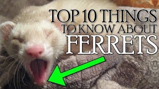 TOP 10 THINGS YOU NEED TO KNOW ABOUT FERRETS 2018 Not Clickbait [upl. by Epilef]