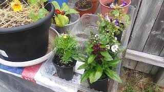 Angelonia Torenia and Cosmos are ready in early June [upl. by Dotson]