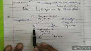 Phenylalanine and tyrosine metabolism [upl. by Morey]