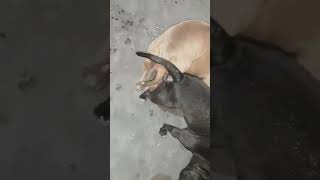 pitbull dogs mating Rare to watch [upl. by Clements]