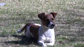 Jack Russell Terrier playing and jumping [upl. by Waynant]