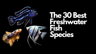 The 30 Best Freshwater Aquarium Fish 🐠 [upl. by Gnouc]