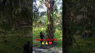 Malaysia palm oil bagan [upl. by Ikim559]