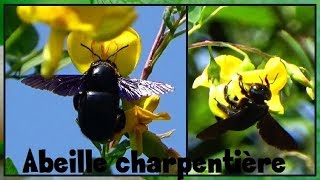 Xylocopa sp    Apidae  Abeilles charpentières  ParisFrance  31082017 [upl. by Keithley]