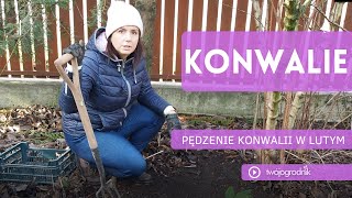 Konwalie pędzenie kwiatów zimą [upl. by Farman]