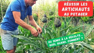 COMMENT CULTIVER LARTICHAUT AU POTAGER  Culture décorative et nourrissante [upl. by Anillehs]