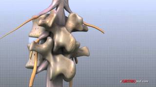 Lumbar Spine Anatomy [upl. by Kerril]