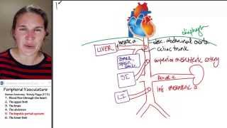 Circulation 5 Hepatic portal system [upl. by Kcirdle]