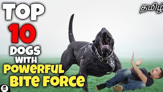 Top 10 dogs with strongest bite force  powerful  guarding  funny😂 [upl. by Atalante386]