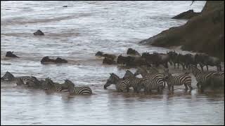 The Great Wildebeests and Zebras Migration Crossing Mara River [upl. by Ruby]