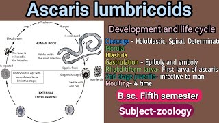 Ascaris development and life cycle Bsc Fifth semester subjectzoology [upl. by Aonian331]