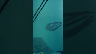 seeing the kraken underwater in sea of thieves [upl. by Kalbli]