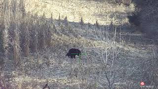 Massive Black Bear Dropped With Suppressed AR15 243 WSSM [upl. by Romola]