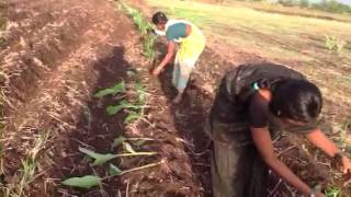 Turmeric seedlings planter [upl. by Elyc]