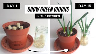 Regrowing Green Onions Experiment  Water vs Soil shorts [upl. by Nij]