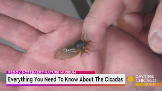 Everything You Need To Know About The Cicadas [upl. by Lirpa]