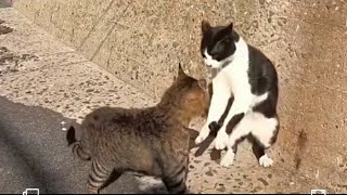 briga de gato até a morte 🐈🐈 [upl. by Iloj]