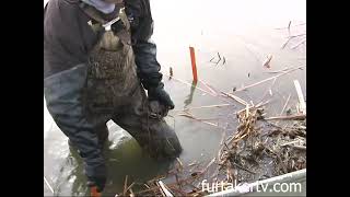 Trapping Muskrats by the 1000s with Rich Kaspar [upl. by Tessler]