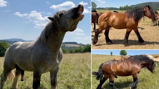 130 Koni Zimnokrwiste u Krzysztofa Wenskiego 5 ogierów kryjących [upl. by Stedmann]