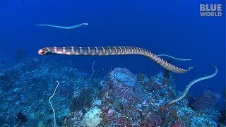 Sea Snake Island  JONATHAN BIRDS BLUE WORLD [upl. by Benedick]