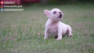 【愛微笑法國鬥牛犬舍】20241121拍攝法國鬥牛犬French Bulldog奶白母幼犬 [upl. by Genevieve337]