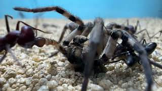 Ants Colony VS Wolf Spider [upl. by Metah]