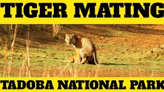 Tiger Mating EXTREMELY RARE MOMENT captured in 4K Tadoba National Park [upl. by Emmerie]