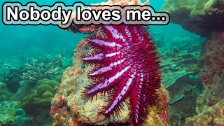 Very pretty pretty annoying  10 COOL CROWN OF THORNS STARFISH FACTS [upl. by Calabrese495]