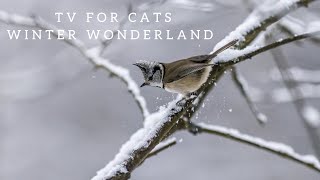 CAT TV  Your Cats Front Row Seat to the Cozy Wonderland 😻❄️ BirdsSquirrelsGeese [upl. by Daley]