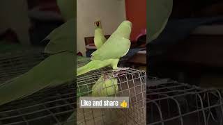 Parrot Indian ringneck parrot baby parrot greeting parrot ringnickparrot parrotshop [upl. by Norton]