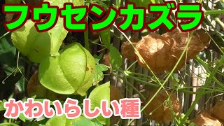 フウセンカズラ 可愛らしい種です Cardiospermum halicacabum balloon vine [upl. by Aronaele]