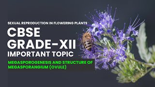 CBSE Grade XII Biology  Megasporogenesis and Structure of Megasporangium Ovule Video Lecture [upl. by Dardani]