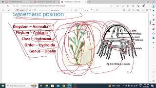 Metagenesis in obelia [upl. by Enyrhtak545]