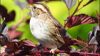 Oiseaux du Québec  chants et cris 1 [upl. by Otnas]