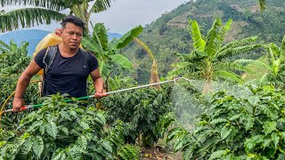 fumigación Con Dos Productos Para El Control De La Broca En El Cultivo Del Café [upl. by Hpesojnhoj]