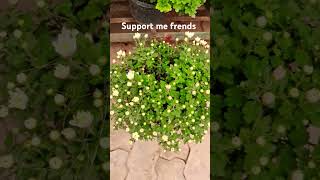 Youtube short viral gardening flowers facts [upl. by Magnien]