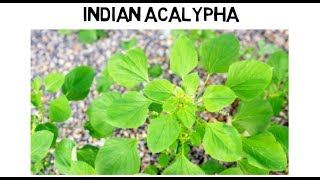 Indian Acalypha  Medical Use and How to Use [upl. by Fatsug843]