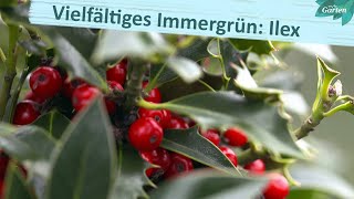 Alleskönner Ilex  MDR Garten [upl. by Tolmach]