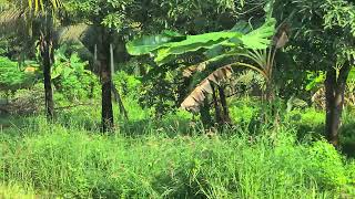 Traveling from Nagercoil to Padasala in kerala 3 [upl. by Adnawal]