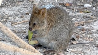 Quokkas Setonix brachyurus at Rottnest Island WA [upl. by French]