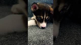 Beautiful husky pupp huskiesy cute adorable pupieshusky huskii [upl. by Gardener525]