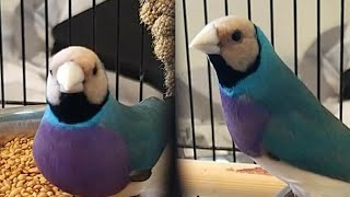 Blue Gouldian breeding success 2021 [upl. by Mercer]