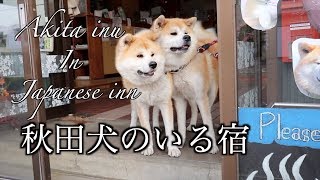 【秋田犬・Vlog】秋田犬に会うことができる温泉宿に泊まって来ました〜Akita inu in japanese inn〜 [upl. by Ecinereb]