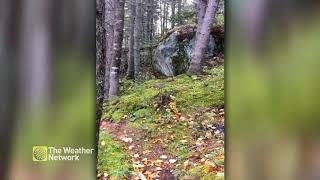 Intense winds cause Quebec forest to quotbreathequot [upl. by Wakefield]