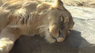 20231220 1216 天王寺動物園 ライオン ガオウ・モナカ・ルナ [upl. by Staley]