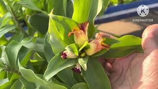 Sugar control plant Insulin plantCostus igneous diabetes insulin plant gardening [upl. by Georgiana]