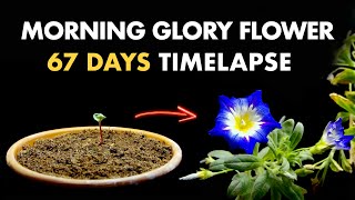 Growing Morning Glory Flower From Seed  67 Days Timelapse [upl. by Nyrat]